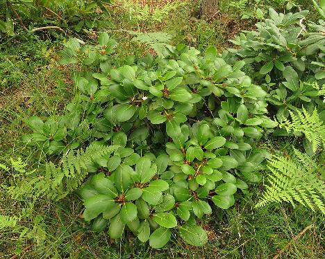 IMG_0490_Nikodemus_Nikox-01_plant_habit_1024px 'Nikodemus', dense and low growth habit