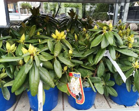 IMG_20190330_115117_Pernilla_1024px 'Pernilla'