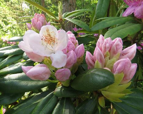 IMG_5620_Pernilla_HeluBlueB-05 'Pernilla'