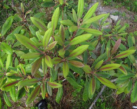 IMG_4358_Punamax_foliage_1024px 'Punamax', red on new leaves