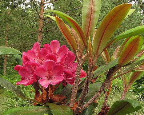 IMG_6171_Punamax_flower_truss_and_new_leaves_1280px 'Punamax'