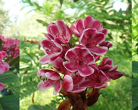 Punamax_red_picotee_and_white_flowers 'Punamax', three type of flowers on same plant