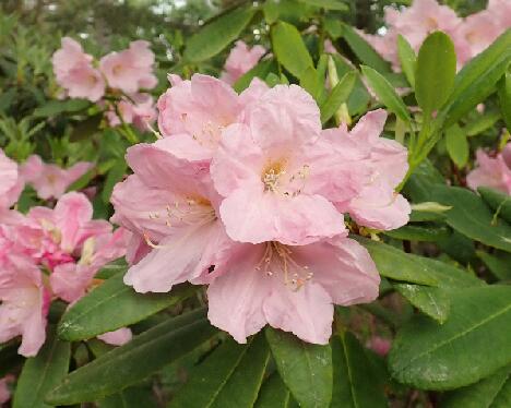 P6013371 Ritva - 2048px