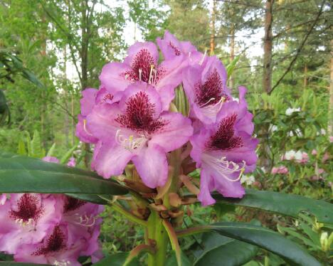 IMG_1956_Samuel PMABlueB-02_PMA_x_Blue_Bell_02 - 1024px 'Samuel'