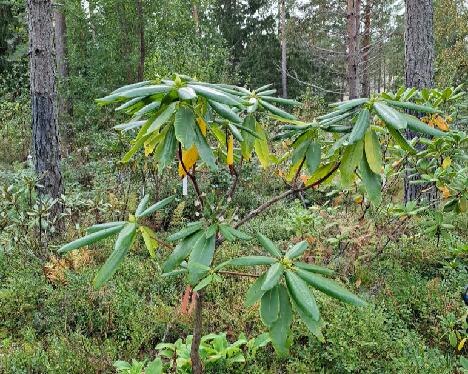 20240918_155728_BVTAuric-04_brachycarpum_ssp_tigerstedtii_x_auriculatum_JS_2007-1306_800px 'Sanna'