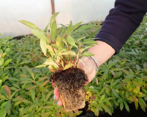 PB040312 Soihtu M40 ikä 6 kk - 1024px 'Soihtu' multipot plant at a nursery