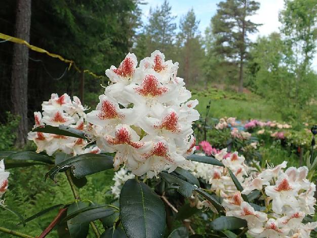 'Annuska' 'Annuska'