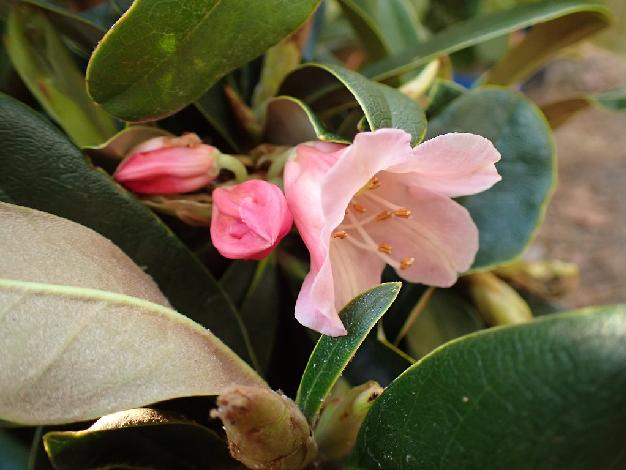 'Fluffy Elsie'