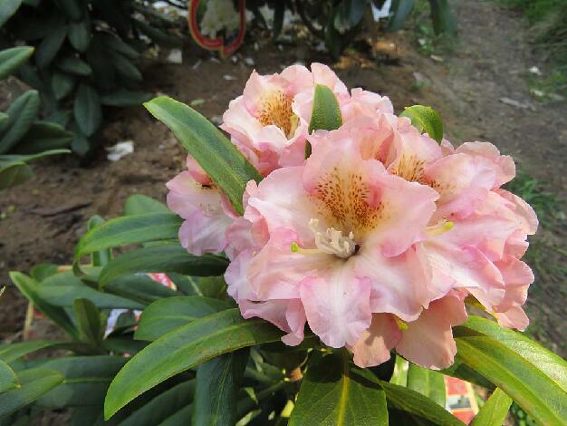 'Kristian's Cute' 'Kristian's Cute'