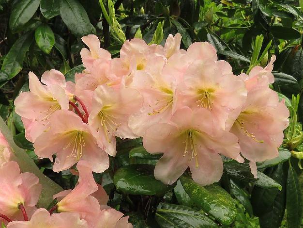 'Peachmelody' 'Peachmelody'