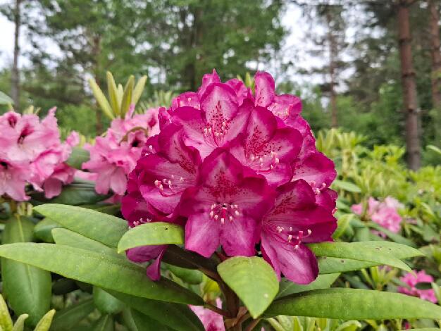 Rhododendron hybrids