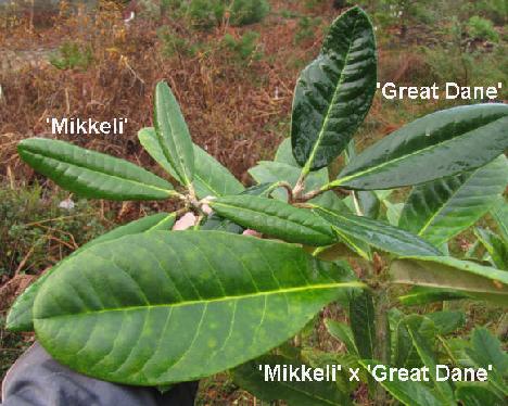 IMG_3563_Mikkeli_x_Great_Dane_vs_Mikkeli_and_Great_Dane MikkGrD-01 = 'Mikkeli' x 'Great Dane', comparing leaves to parents MikkGrD-01 = 'Mikkeli' x 'Great Dane', vertailu vanhempien lehtiin
