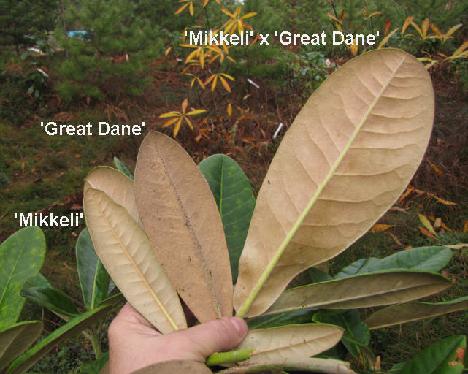 IMG_3565_Mikkeli_x_Great_Dane_vs_Mikkeli_and_Great_Dane MikkGrD-01 = 'Mikkeli' x 'Great Dane', comparing leaves to parents MikkGrD-01 = 'Mikkeli' x 'Great Dane', vertailu vanhempien lehtiin