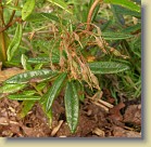 R. tomentosum x 'Drte Reich', code name tomDor-05. Seedpods give fertile seed.