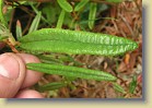 R. tomentosum x 'Drte Reich', code name tomDor-05. The leaves are wide and large. I'm holding  in my fingers the largest R. tomentosum leaf that I could find from the marsh.