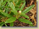 R. tomentosum x 'Drte Reich', code name tomDor-05. The flower bud is white and glabrous unlike on R. tomentosum.