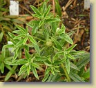 New growth of tomentosum x 'Flmingperle', code name tomFla-09. The leaves are almost glabrous, no  hairs typical of R. tomentosum.