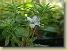 Strange looking flower of tomentosum x 'Flmingperle', code name tomFla-09.