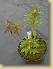 R. tomentosum x 'Flmingperle', code name tomFla-M01, with four flower buds. The plant has been raised at Arboretum Mustila.