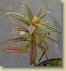 R. tomentosum x 'Flmingperle', code name tomFla-M01. The upperside of the leaves is covered with white hairs.