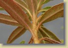 R. tomentosum x 'Flmingperle', code name tomFla-M01. The lowerside of the leaves is glabrous, dense with scales.