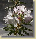 R. tomentosum x 'Flmingperle', code name tomFla-M01. White beautiful flowers! 
The width of the flower is 22 mm, more than double size compared to R. tomentosum. Style is 12 mm and filaments are 11 mm long.
Picture by Jaakko Saarinen