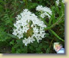 tomentosum x groenlandicum (tomgro-04) * 
  tomentosum x groenlandicum
(tomgro-04)
  
    
       
        
          
            Parentage:
              
            tomentosum x groenlandicum. 
H: Kristian Theqvist (2003).
          
          
            Habit:
            Dense. Height 50 cm?
          
          
            Flowers: 
            White as on parents tomentosum and groenlandicum. Pink flower buds.
          
          
            Leaves: 
            Dark green,  brown hairs. The leaves resemble more  groenlandicum leaves.
          
          
            Hardiness: 
            ? 
          
          
            Comments: 
          Lepidote Crosses in 2003 using Rhododendron tomentosum as Seed Plant
          
              
      
        
          
                  Perimä:
            tomentosum x groenlandicum. 
H: Kristian Theqvist (2003).
          
          
                  Kasvutapa:
            Tuuhea. Korkeus 50 cm?
          
          
            Kukat: 
            Valkoiset kuten suopursulla ja lännenpursulla. Vaaleanpunaiset nuput.
          
          
            Lehdet: 
            Tummanvihreät, ruskea karvoitus. Lehdet muistuttavat enemmän lännenpursun lehtiä.
          
          
            Kestävyys: 
            ?
          
          
            Kommentit: 
          Lepidote Crosses in 2003 using Rhododendron tomentosum as Seed Plant
          
              
    
  
  
 * (2 Slides)