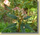 R. tomentosum x groenlandicum, code name tomgro-04. The flower buds are pink. Leaves resemble more groenlandicum.