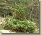 Matalaa katajaa korkeamman ymprill
Low growing juniper around a larger one
