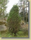 6-metrinen kataja
A 6 meter high juniper