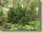 Katajia rhodopuutarhan reunalla
Junipers along the side of the Rhododendron garden