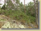 Matalaa katajikkoa kuivalla kalliorinteell
Low growing junipers on a dry rock slope