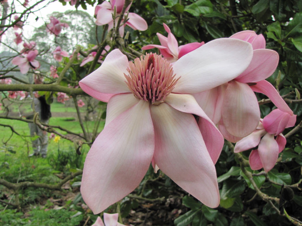 Magnolia Loebneri Mag S Pirouette Купить