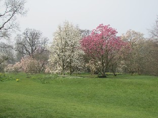 IMG_0403_Magnolias Magnolias flowered abundantly at end of March. Magnoliat kukkivat komeasti maaliskuun lopulla.