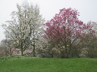 IMG_0404_Magnolias Magnolia salicifolia & Magnolia campbellii