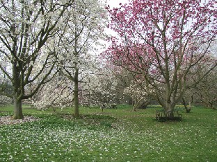 IMG_0405_Magnolia_salicifolia_and_campbellii Magnolia salicifolia & Magnolia campbellii