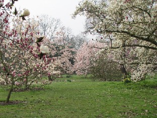 IMG_0408_Magnolias More magnolias Lisää magnolioita