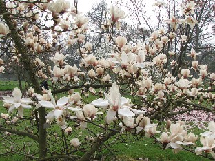 IMG_0411_Magnolia_sprengeri _Diva Magnolia sprengeri 'Diva' × × soulangeana 'Lennei Alba' Comment: The name tag was erroneous giving the name as Magnolia sprengeri 'Diva'. ID: 2002-3512 MGPK.