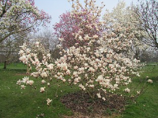 IMG_0413_Magnolia_sprengeri _Diva Magnolia sprengeri 'Diva' × × soulangeana 'Lennei Alba' Comment: The name tag was erroneous giving the name as Magnolia sprengeri 'Diva'. ID: 2002-3512 MGPK.