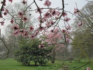 IMG_0421_Magnolia_campbellii Magnolia campbellii