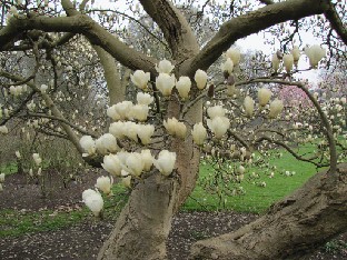 IMG_0425_Magnolia_heptapeta Magnolia denudata ( heptapeta )