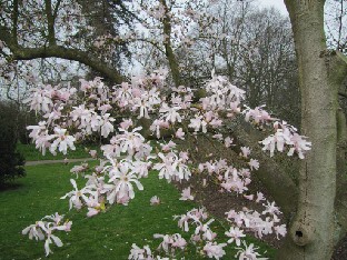 IMG_0428_Magnolia_x_loebneri_Leonard_Messel Magnolia x loebneri 'Leonard Messel'