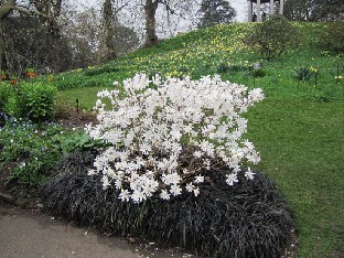 IMG_0446_Magnolia_x_loebneri_Dwarf_No_1 Magnolia x loebneri 'Dwarf No 1'