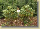 Rhododendron brachycarpum japaninalppiruusu