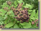 Aralia continentalis mantsurianaralia