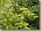 Acer tegmentosum amurinvaahtera