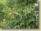 Phellodendron amurense var. sachalinensis sahalininkorkkipuu