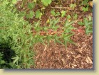 Acer micranthum vaahtera (Garden Maple)