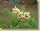 Weigela middendorffiana keltakotakuusama