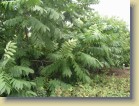Juglans ailanthifolia japaninjalopähkinä